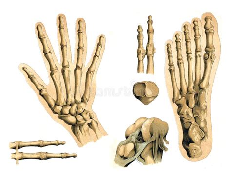 Bones Of The Hand And Foot Of Man Editorial Photo Illustration Of