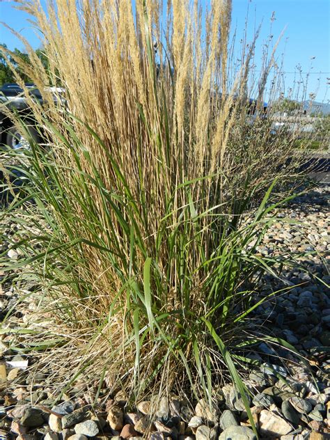 Update On Karl Foerster Ornamental Grasses Feather Reed Grass