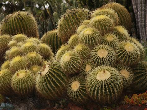 Filegolden Barrel Cactus Huntington Desert Garden Wikimedia Commons
