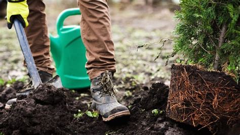 Why Its Great To Plant Trees In The Fall Arbor Day Blog Bogan Tree