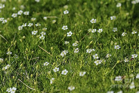 Moss Flowers Photograph By Yumi Johnson Fine Art America