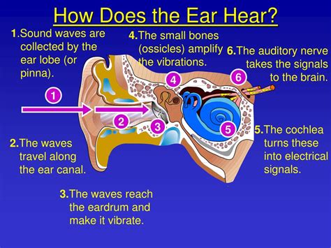 Ppt 8l 3 How Do We Hear Sounds Powerpoint Presentation Free