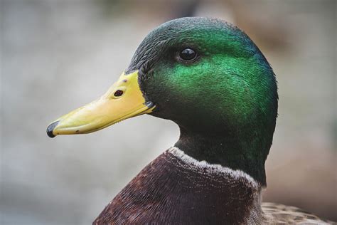 Male Mallard Head Portrait Photograph By Devina Browning