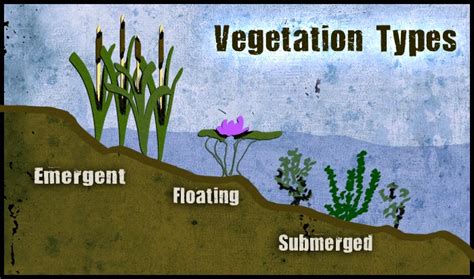 About a tenth of the plants will die back completely every year and will not be found between. Wetlands Biome - Untamed Science