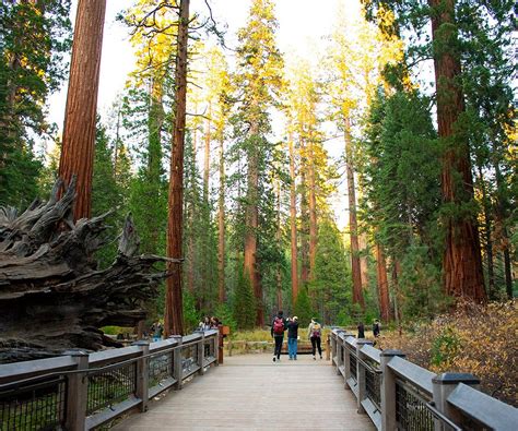 Mariposa Grove Of Giant Sequoias Yosemite National Park All You