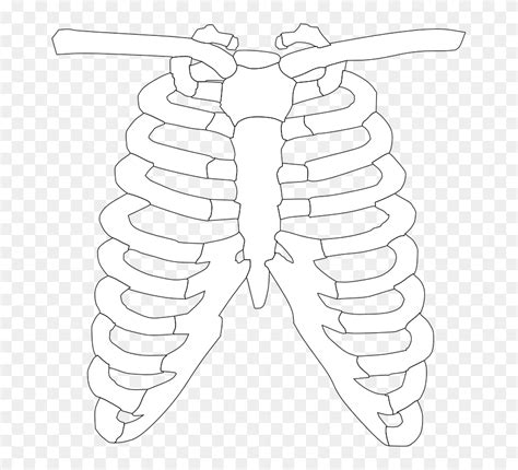 Rib Cage Png Rib Cage Png Image Free Portable Network Graphics Png Archive