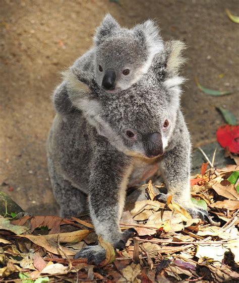 Australian Koala Bear Carrying Cute Baby Australia Stock Image Image