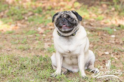 Kizzmet And Mr Muk 4 Yo Bonded Pugs Have Been Adopted