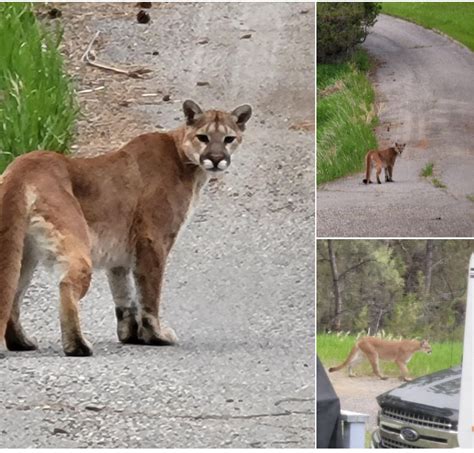 Mountain Lions Spotted In Billings Area