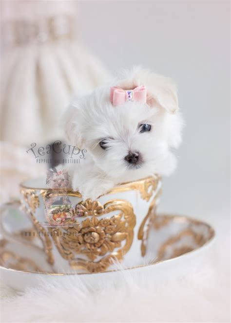 Teacup And Toy Maltese Puppies Teacups Puppies And Boutique