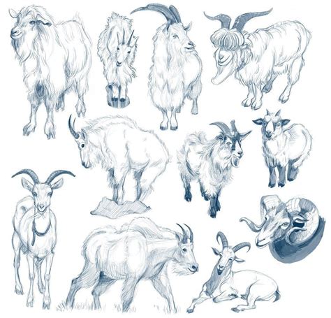 Goat Drawing Reference And Sketches For Artists Animal Sketches Animal