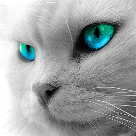 Blue Eyed Cat Cat With Blue Eyes Blue Cats Beautiful Cats