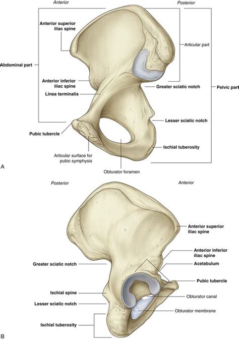 Jun 26, 2020 · the pelvis is a ring of bone at hip level, made up of several separate bones. Pelvic Bones Anterior View