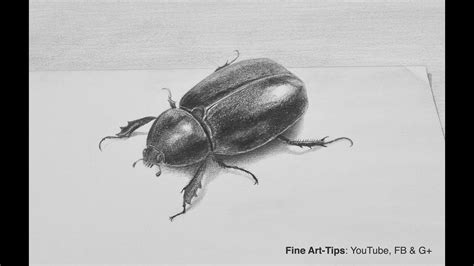How To Draw A Beetle With Pencil In 3d Insect Youtube