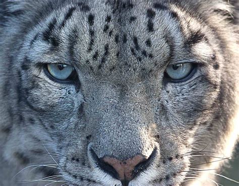 60 Of Snow Leopard Habitats Are In China Report Cgtn