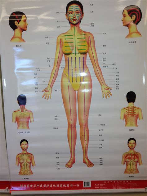 Guasha Massage Chart Frontal Female Face Yoga Traditional Chinese Medicine Gua Sha