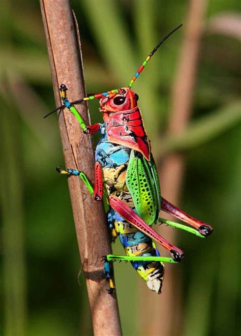 Rainbow Grasshopper Beautiful Bugs Insects Animals Beautiful