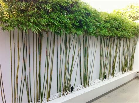 Unique bamboo garden ideas is one of the design ideas that you can use to reference your unique bamboo garden ideas this possible during your search, you are not wrong to come visit the web. Bamboo In The Garden - A Fascinating And Versatile Plant | Houzz Home