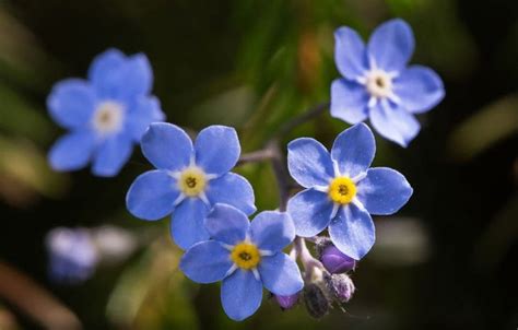 Fleur Bleue La Liste Des 30 Plus Belles Fleurs Bleues Vegetable