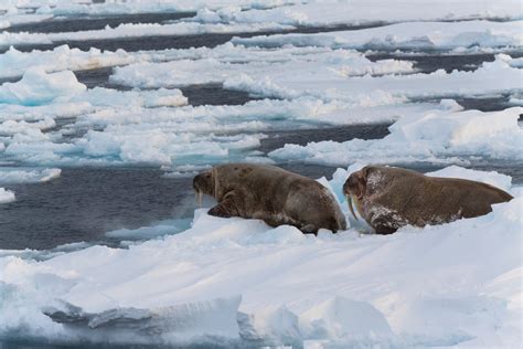 Svalbards Polar Bears And The Effects Of Climate Change In Pictures