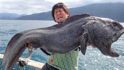 The Biggest Fish Ever Caught Will Terrify You Facts Verse