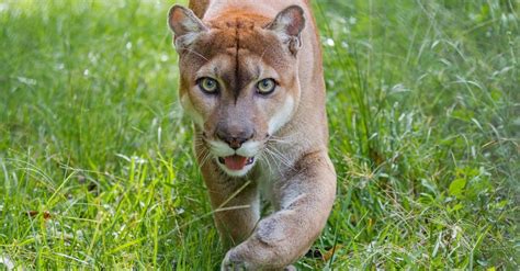Discover How The Florida Panther Became The Official State Animal A Z