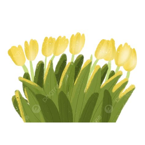 Hermosa Ilustración De Tulipanes Amarillos A Mano Png Dibujo De