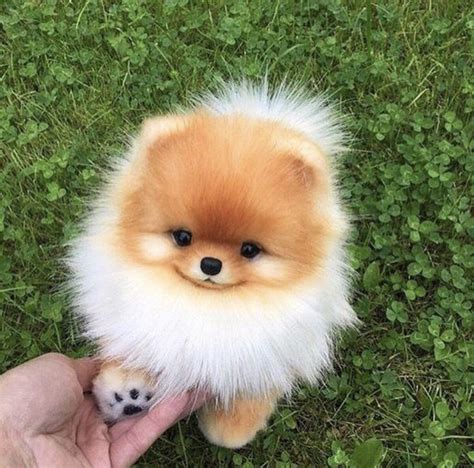 Teacup Pomeranian : aww