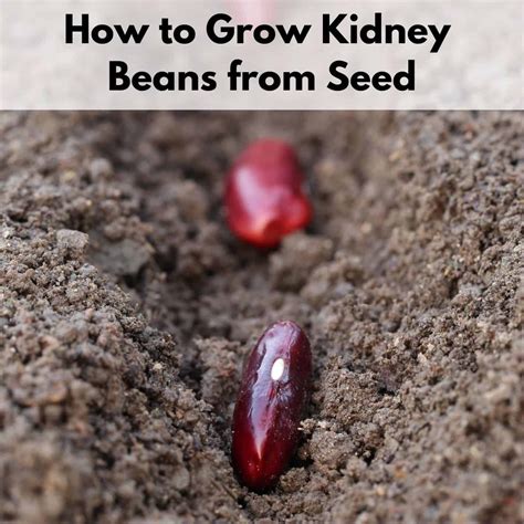 Growing Kidney Beans How To Plant Grow Kidney Beans Nitrogen Fixing Plants Bean Varieties