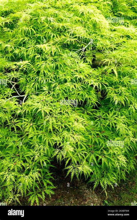 Cutleaf Japanese Maple Tree Acer Palmatum Filigree Spring Tree