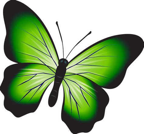 Green butterfly clipart. Free download transparent .PNG | Creazilla