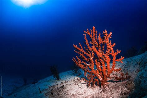 Red Hard Coral Reef Underwater In Thailand Del Colaborador De Stocksy