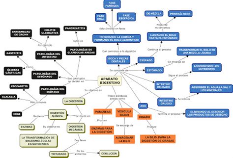 Aparatos Y Sistemas Del Cuerpo Humano Aparato Digestivo Mapa Conceptual