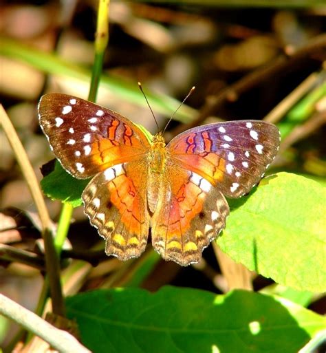 Papillon is an autobiographical novel about a man who in 1931 was charged with killing someone (of course, the author claims he was innocent) and he was sentenced to a life of hard labor at a penal colony in french guiana. Télécharger photos papillon amazonien gratuitement