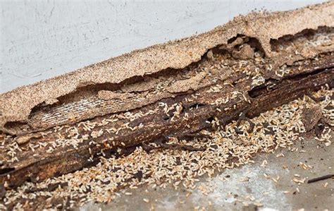Blog Protecting Your Roanoke Home Against Destructive Termites
