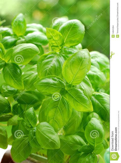 Basil In Pot Stock Photo Image Of Leaf Herbs Groving 14941264