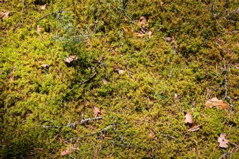 Forest Floor Textured High Angle View Stock Photos Pictures And Royalty