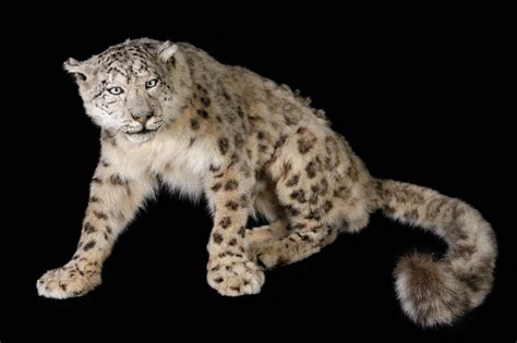 Snow Leopard Panthera Uncia Masai Gallery