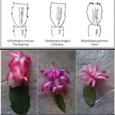 Difference Between Thanksgiving Christmas And Easter Cactus