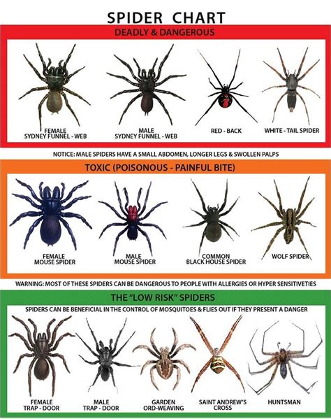 How Well Do You Know Your Spiders Warning Do Not View If You Are