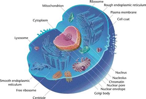 Cell Biology Function Types Organelles Facts Science4fun