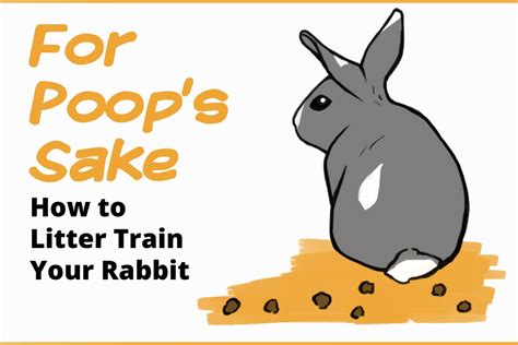 How To Litter Train Your Rabbit A Step By Step Guide With Pictures