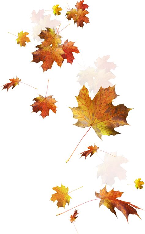 Autumn Leaves Autumn Leaf Color Falling Leaves Png Download 1611