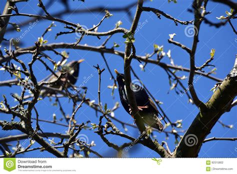 Two Starlings Are Sitting On A Tree Branch Stock Photo Image Of