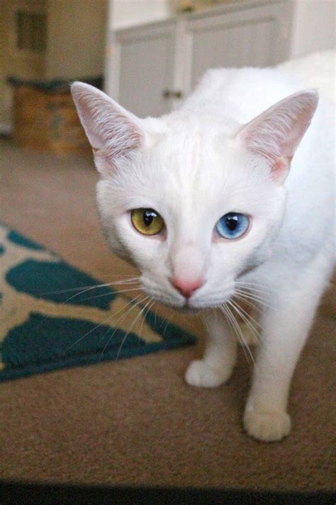 Cats With Two Different Colored Eyes Leave Me In Awe Two Different