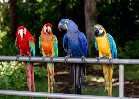 The avifauna of japan include a total of 719 species, of which 17 are endemic, and 30 have been introduced by humans. Parrot Names: 250 Best, Popular and Cute Names For Pet ...