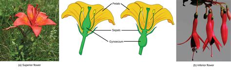 Flower Structure Biology For Majors Ii