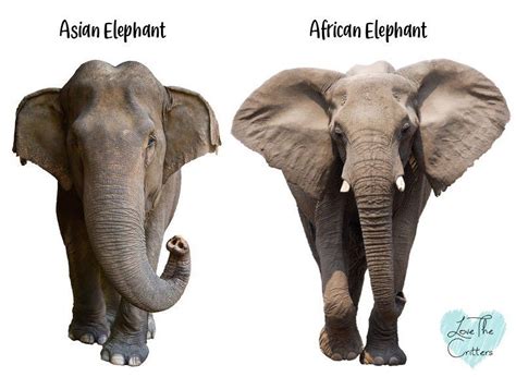 differences between asian and african elephants asian elephant elephant african elephant