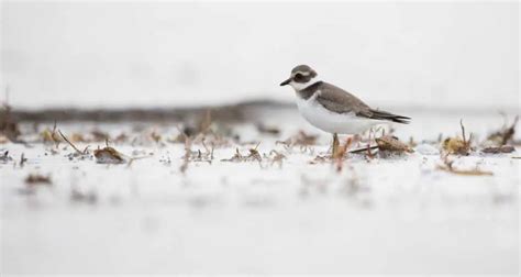 20 Best Winter Bird Photos Ever Health News
