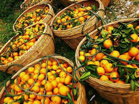 Orange Harvest Orange Harvest In The Village Of Shibanqiao Roy